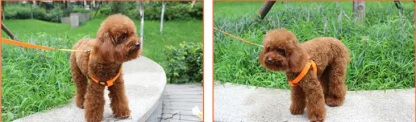 Adjustable LED Dog Leash - Image 10