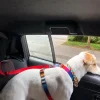 Pet Travel Car Strap - Image 7